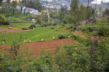 Nilgiri-Blue-Mountain-Train,  Coonoor - Ooty_DSC5526_H600